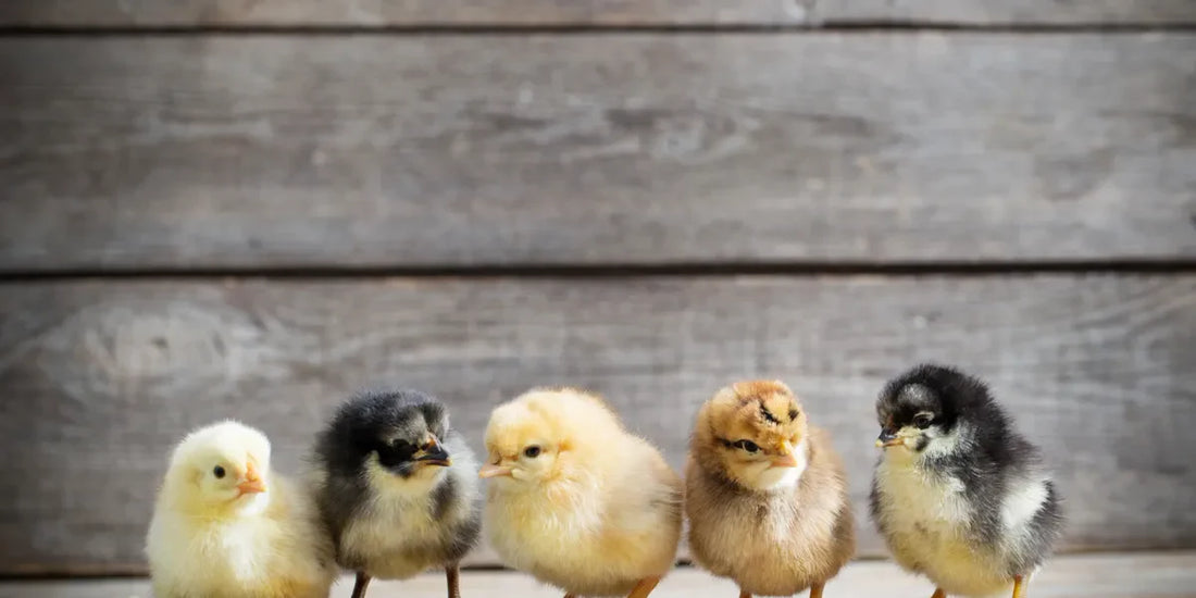 Heritage Breed Chicks
